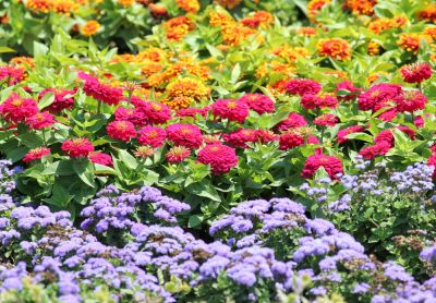 Increase Your Curb Appeal with Flower Planting!